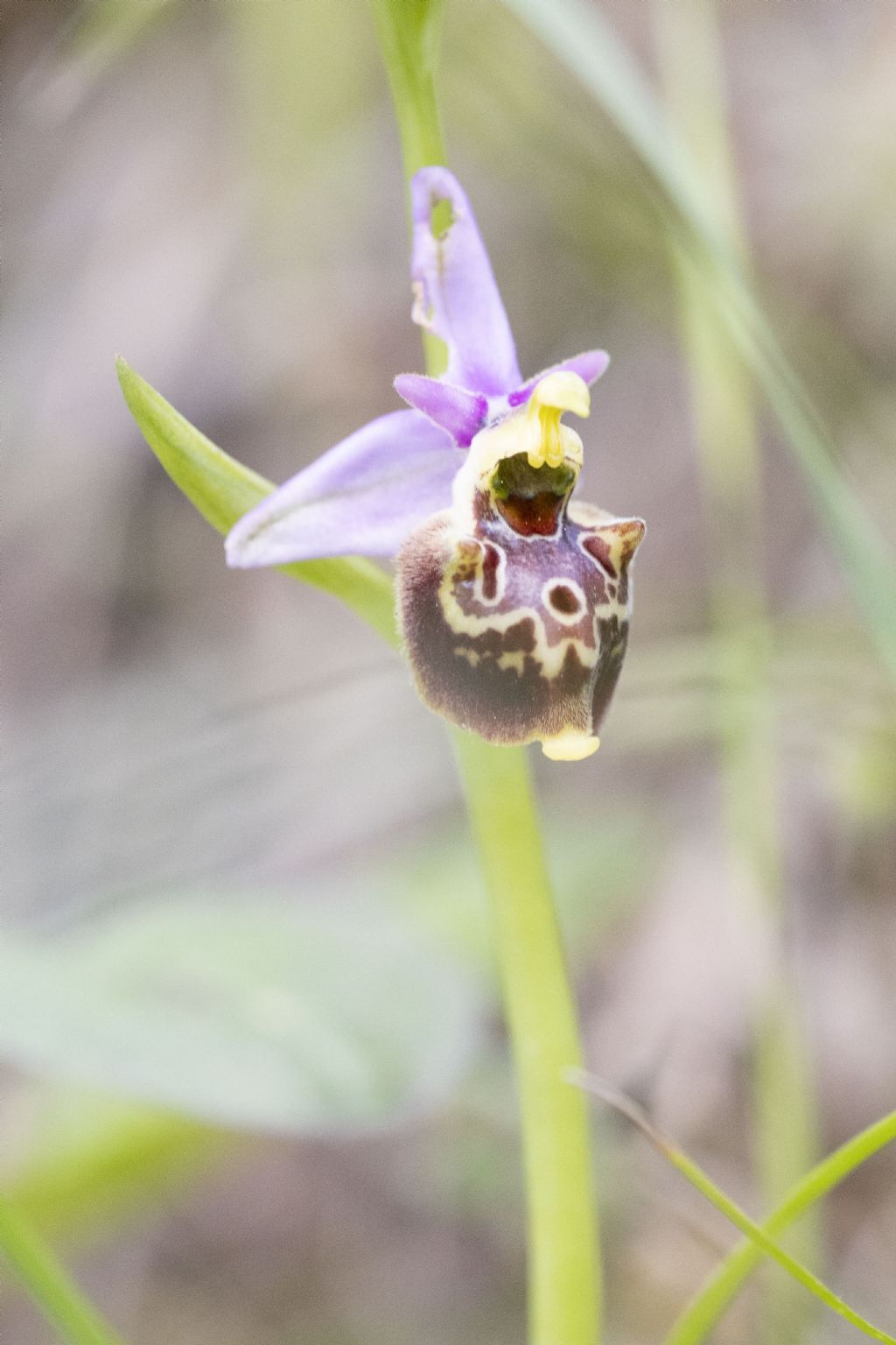 Ophrys subseries Holosericeae